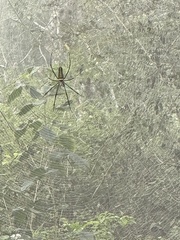 Nephila pilipes