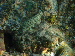 Parapercis millepunctata