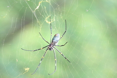 Nephila vitiana