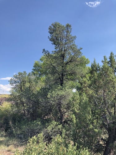Arizona Singleleaf Pinyon