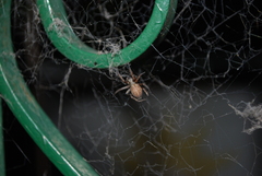 Badumna longinqua