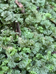 Hymenophyton