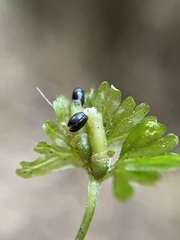Hymenophyton