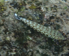 Parapercis millepunctata
