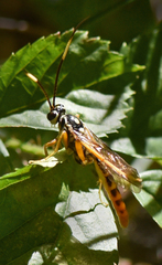 Cratichneumon w-album