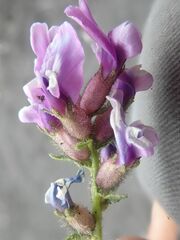 Oxytropis borealis viscida