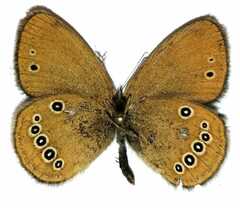 Coenonympha oedippus