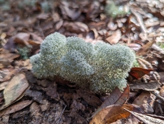 Cladonia evansii