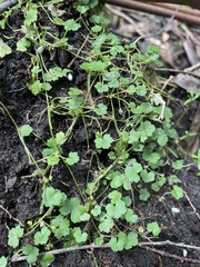 Hydrocotyle hirta