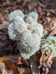Cladonia evansii