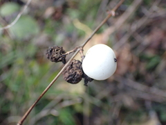 Symphoricarpos albus