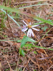 Symphyotrichum pratense
