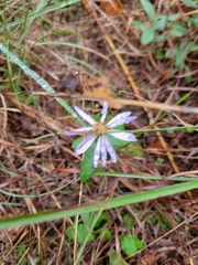 Symphyotrichum pratense