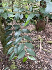 Atherosperma moschatum