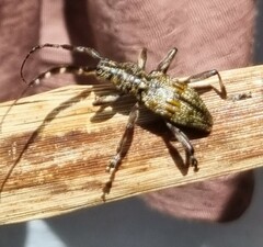 Hexatricha pulverulenta