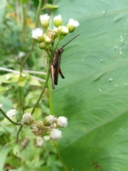 Phlaeoba fumosa