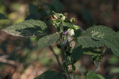 Strobilanthes heyneana