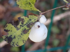 Symphoricarpos albus