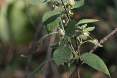 Strobilanthes heyneana