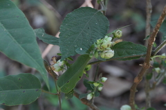 Strobilanthes heyneana