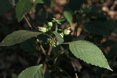 Strobilanthes heyneana