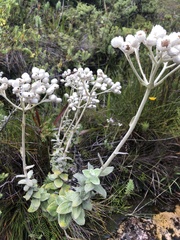 Helichrysum fruticans