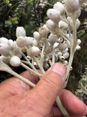 Helichrysum fruticans