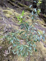 Pimelea drupacea
