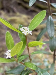 Pimelea drupacea