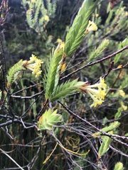 Gnidia oppositifolia