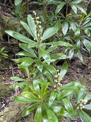 Anopterus glandulosus