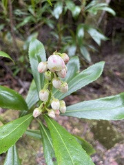 Anopterus glandulosus