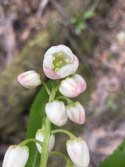 Anopterus glandulosus