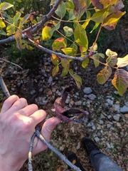 Baizongia pistaciae