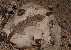 Tarentola angustimentalis