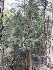 Phyllocladus aspleniifolius