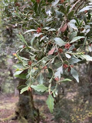 Phyllocladus aspleniifolius