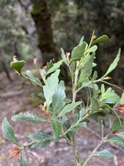 Phyllocladus aspleniifolius