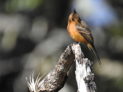 Mitrephanes phaeocercus