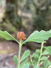 Phyllocladus aspleniifolius