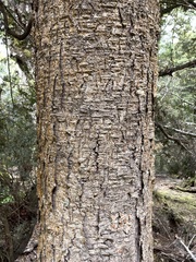 Phyllocladus aspleniifolius