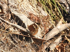 Junonia coenia coenia
