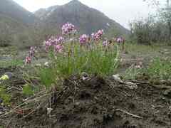 Oxytropis borealis viscida