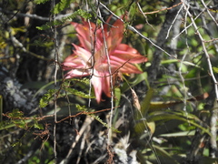 Tillandsia prodigiosa