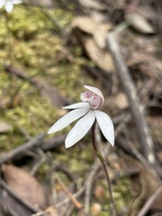 Caladenia alpina