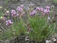 Oxytropis borealis viscida