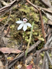 Caladenia alpina