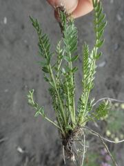 Oxytropis borealis viscida