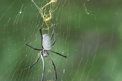 Nephila vitiana