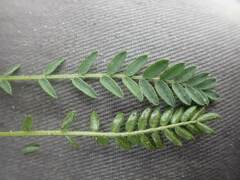 Oxytropis borealis viscida